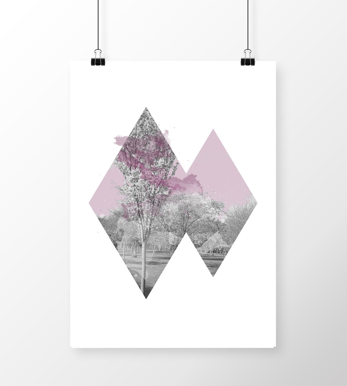 Image of Cherry Blossoms