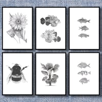 Image 1 of Set of 6 Giclee prints