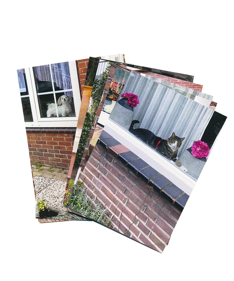 Image of 「Cats and Dogs in the Window」postcard set