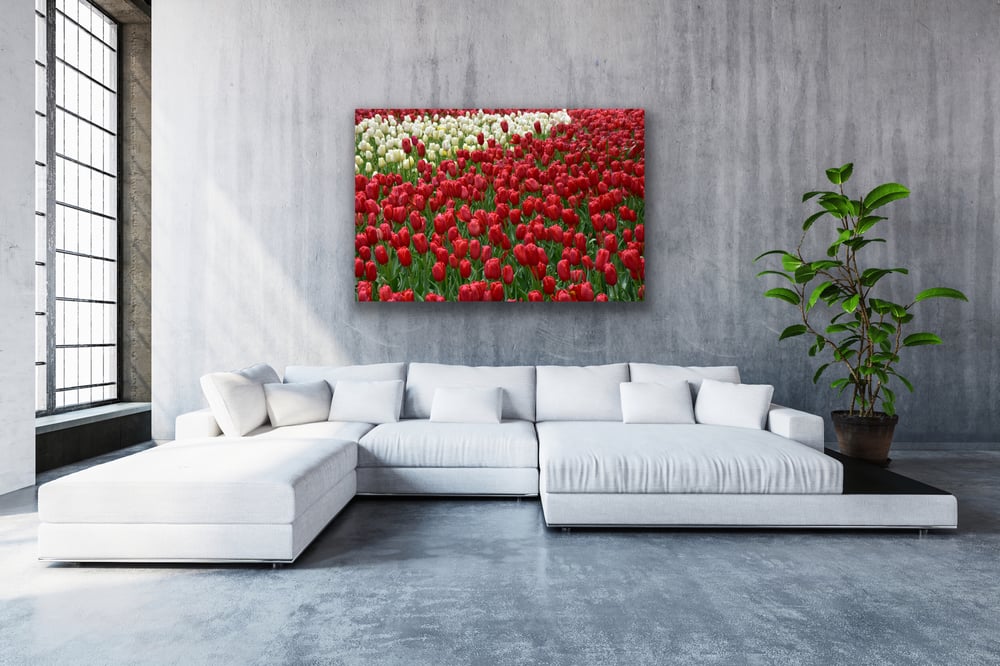 Image of Dutch tulips