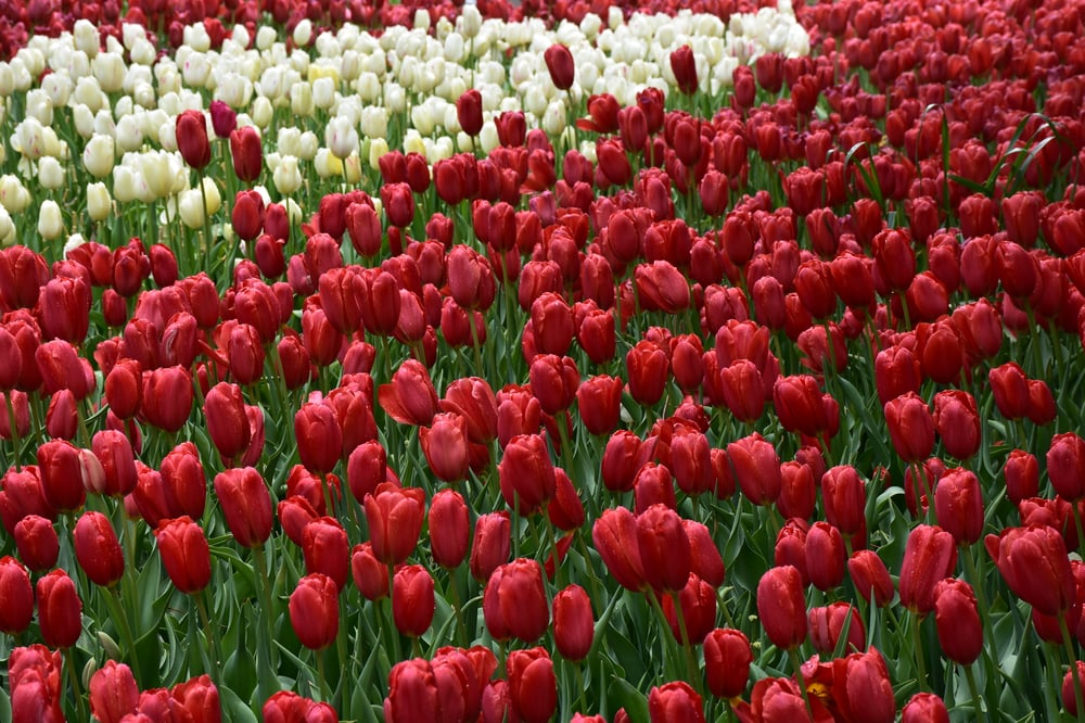 Image of Dutch tulips