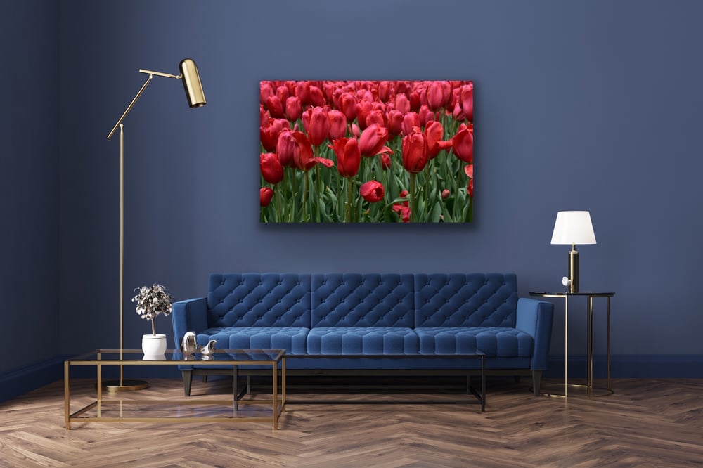 Image of Tulipa