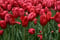 Image of Tulipa