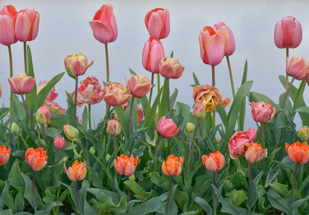 Image of Close-up of tulips in field