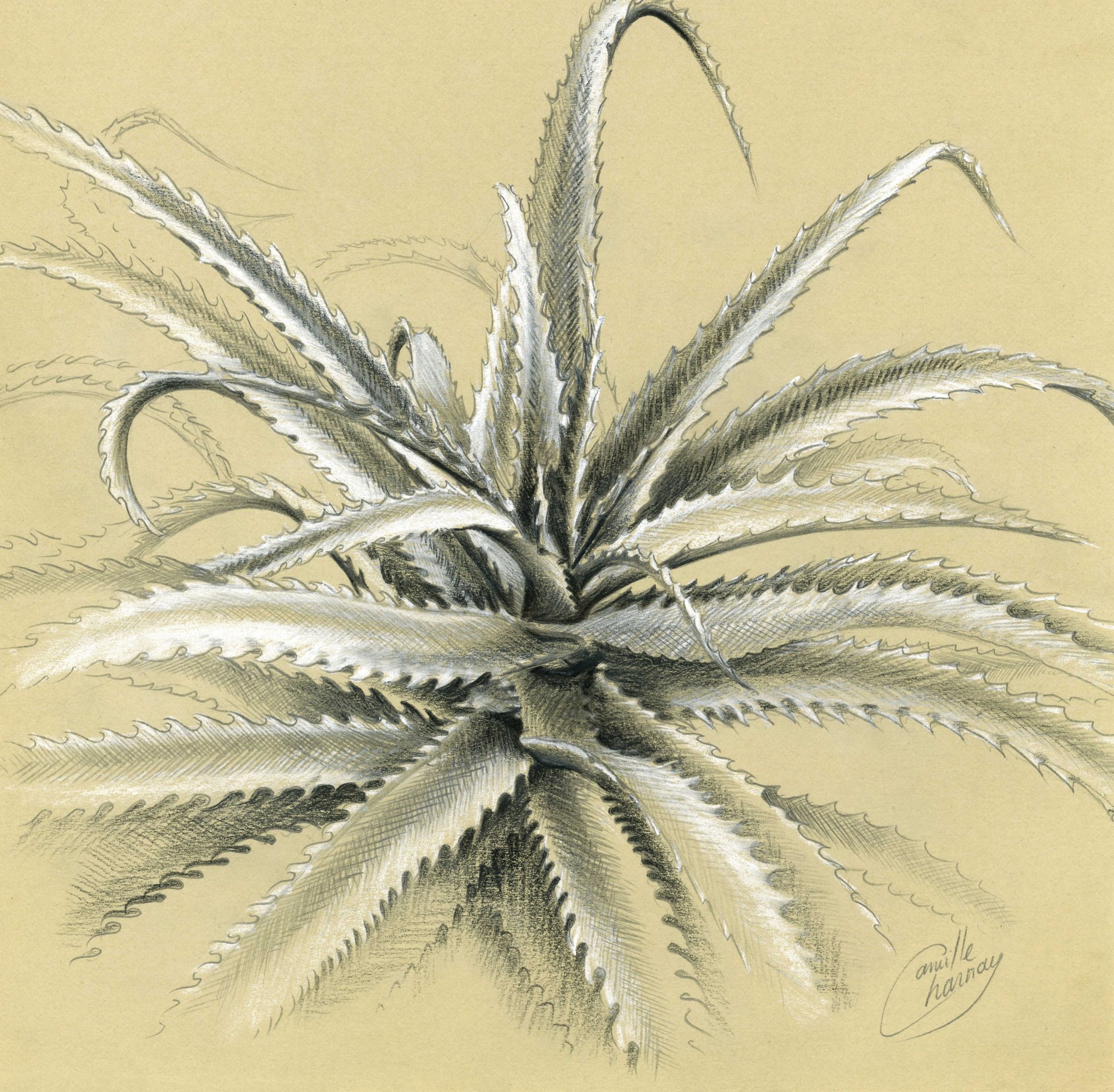 Image of Aloe arborescens