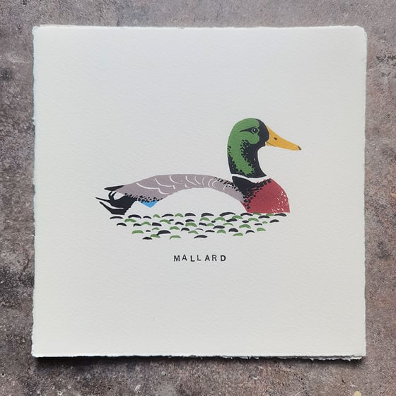 Image of Mallard