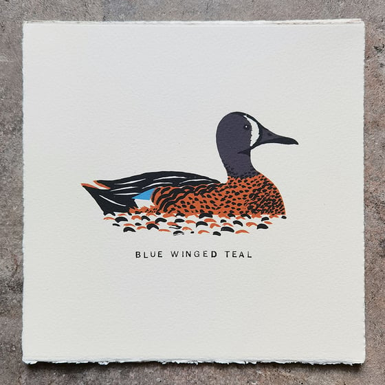 Image of Blue Winged Teal