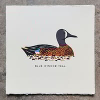 Blue Winged Teal