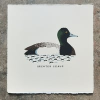 Greater Scaup