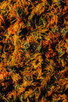 Calendula Oil
