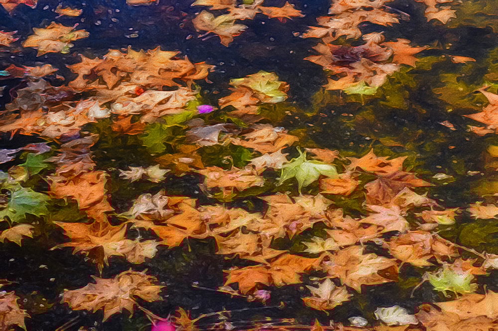 Image of Fallen leaves