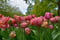 Image of Double tulips
