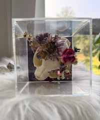 Image 3 of Aragonite Kitty
