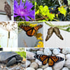 Florida Native Flora & Fauna Photographs I