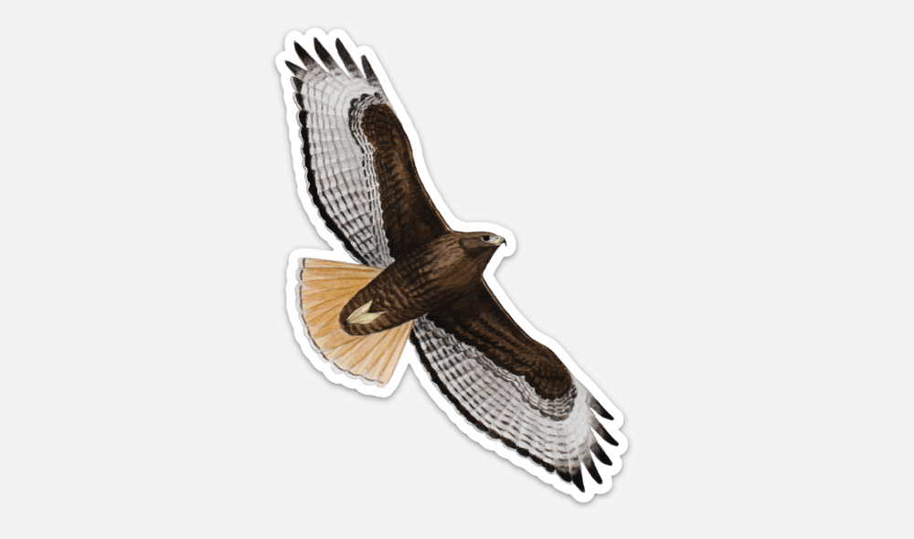 Image of Dark morph Red-tailed Hawk Stickers