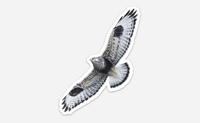 Rough-legged Hawk Sticker