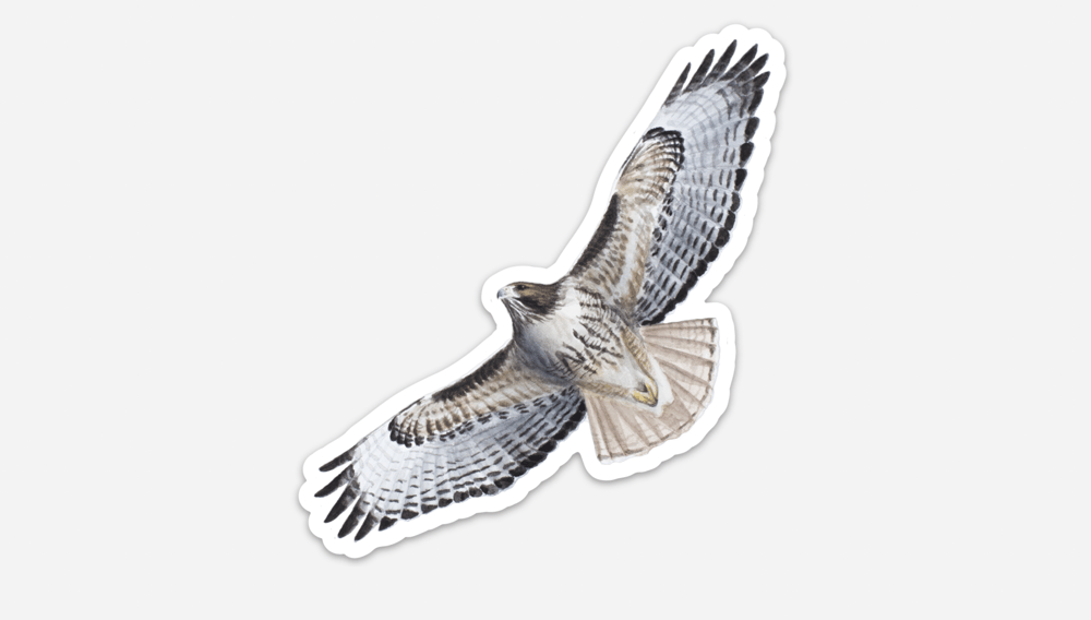 Image of Red-tailed Hawk Stickers