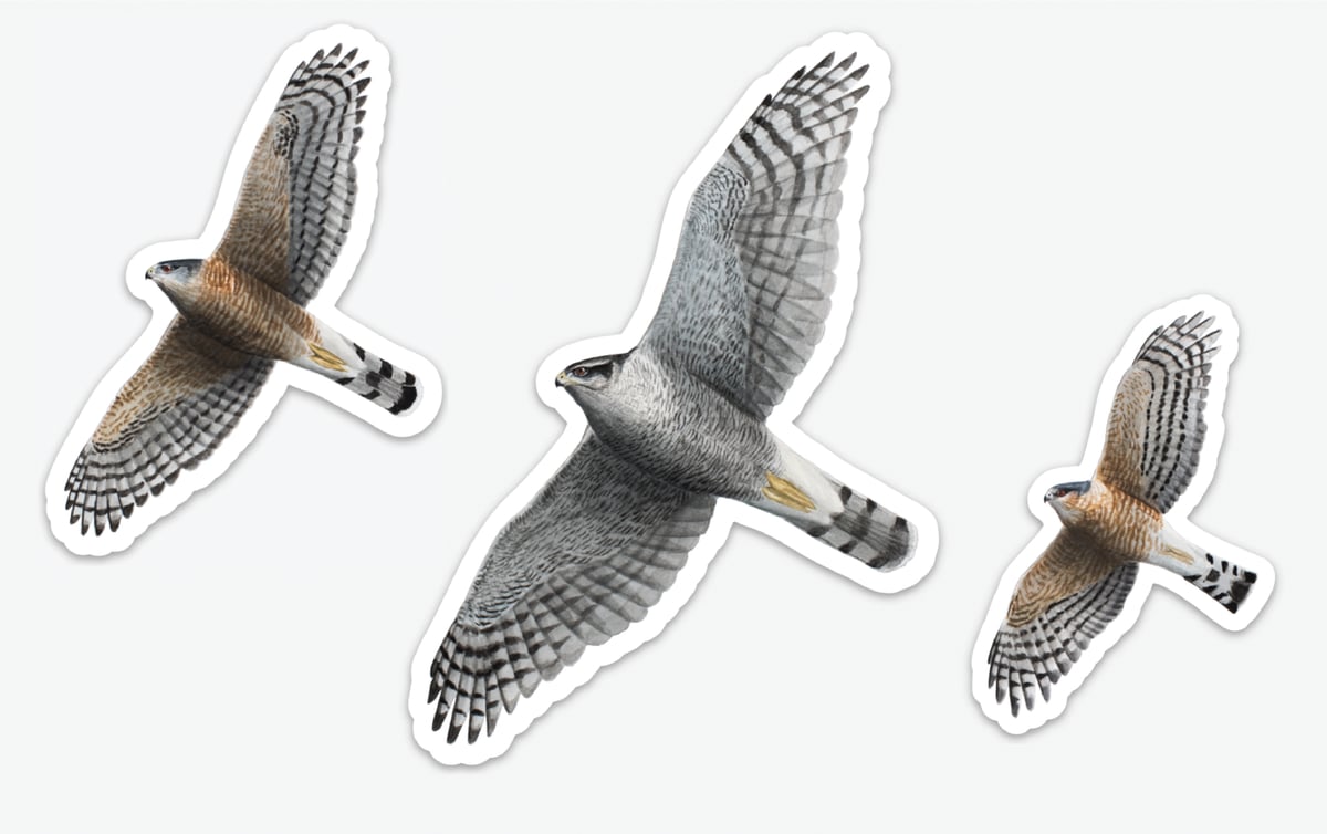 ornithologi — Accipiter Stickers