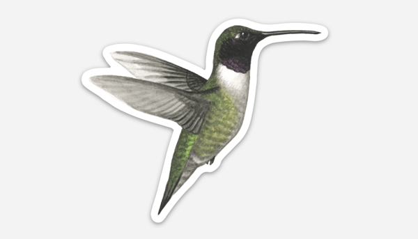 Image of Black-chinned Hummingbird Sticker
