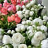 Spring '24 Bouquet Subscription Image 4