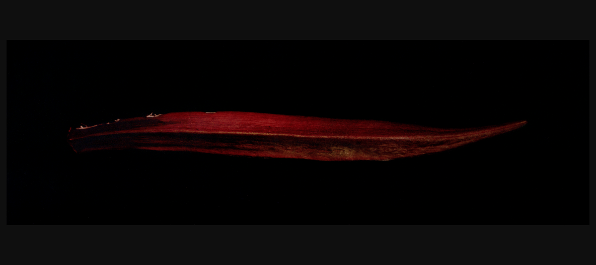 Red Okra — 4 x 9 inch postcards with envelopes