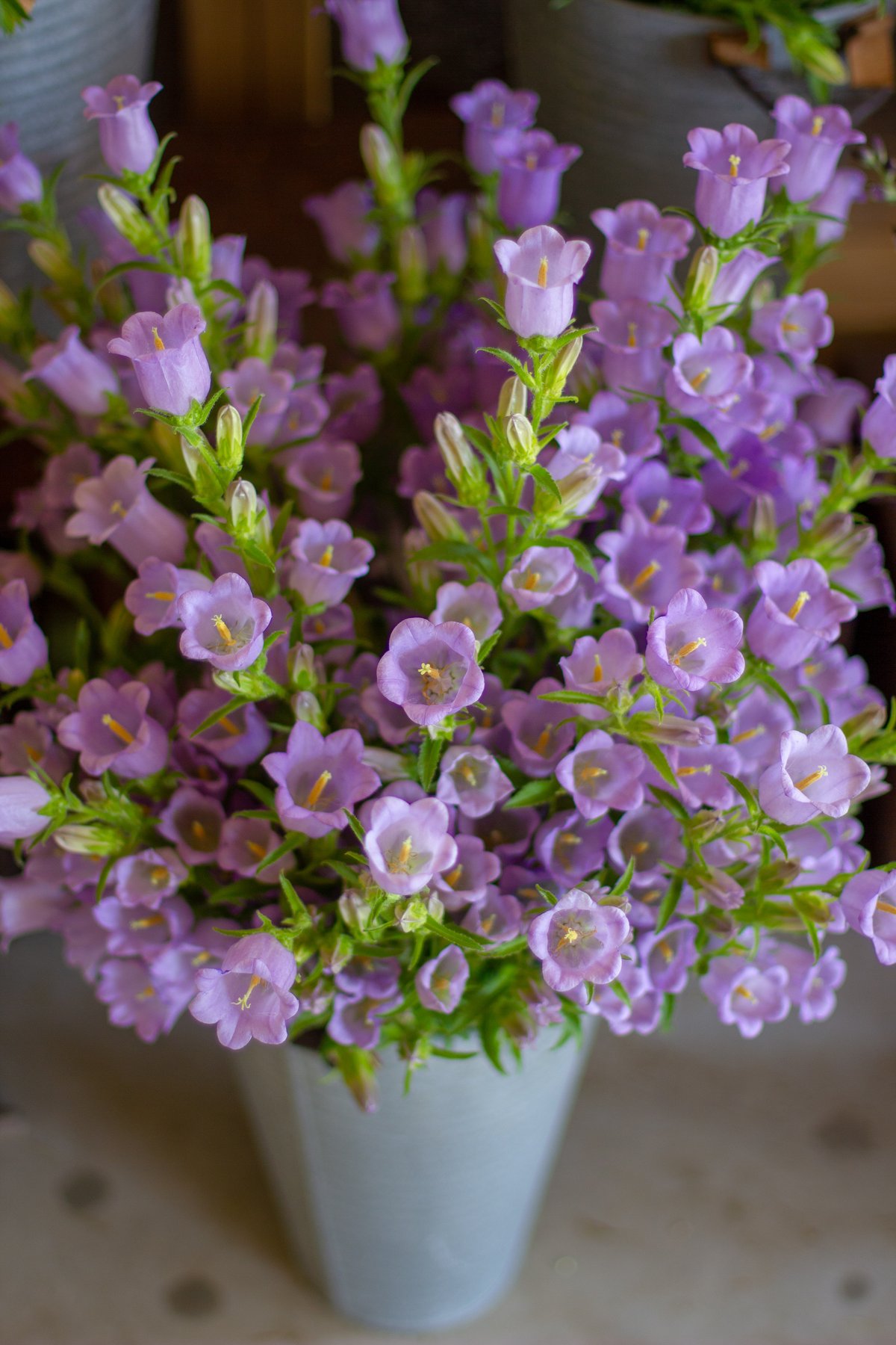 Image of Porch Petals Prescription :: HARVEST BUNCHES 