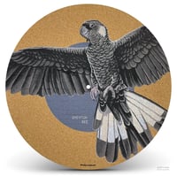 Carnaby's black cockatoo (co-) Brenton See (WA)