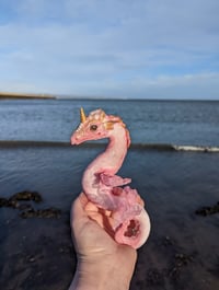 Image 5 of Ocean Rose the Pink Shell Dragon