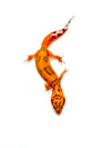 High Contrast Tangerine (Tremper) (4)