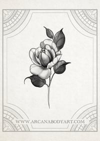 Image 5 of Roses