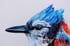 Blue Jay Image 2