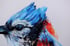 Blue Jay Image 3