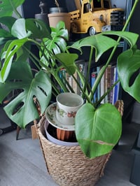 Image 3 of Mr. Deadman Plant Feeder