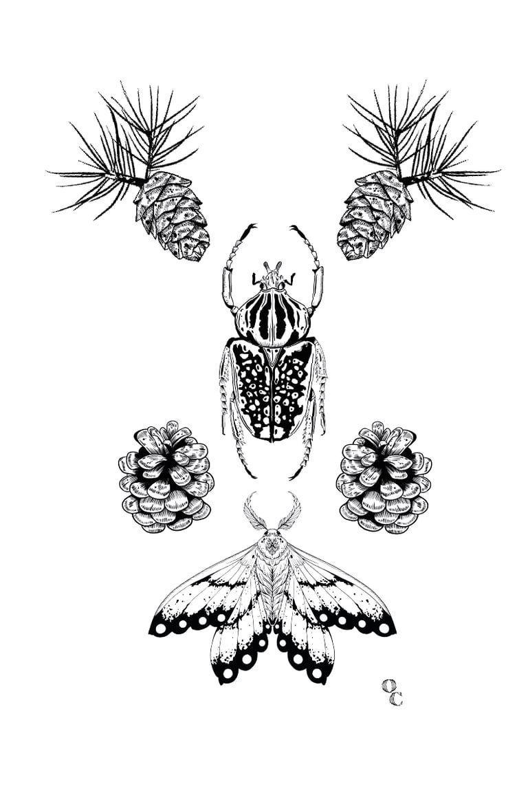 TOTEBAG SÉRIGRAPHIÉ - CABINET DE CURIOSITÉS Image 2