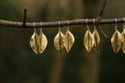 Brass Dryad leaf earrings