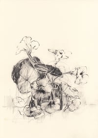 Vase of nasturtiums no. 12