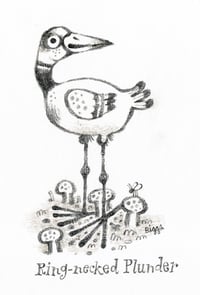 Ring-necked Plunder: original pencil drawing