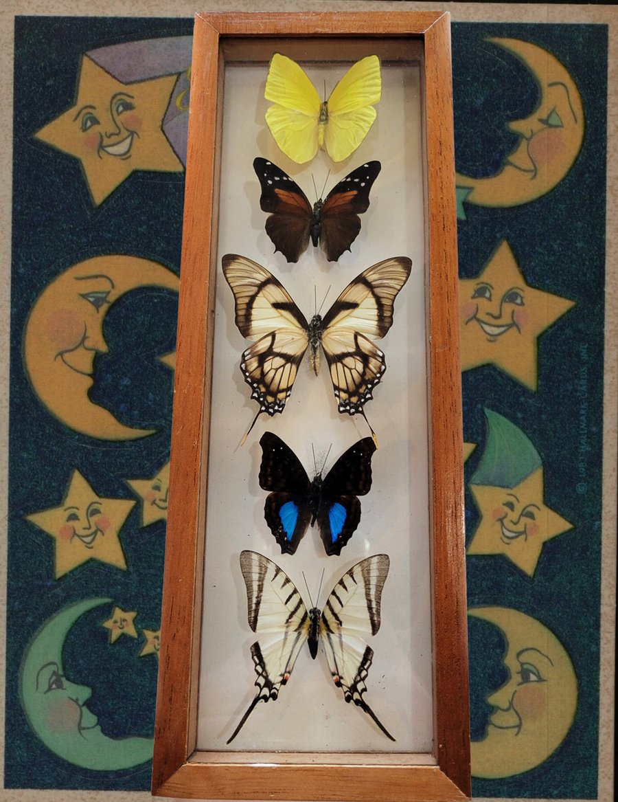 Image of Incredible Collection of Butterfly Specimens | ONLY 1 AVAILABLE