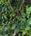 Moon Multicolor Necklace 