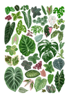 Foliage Print