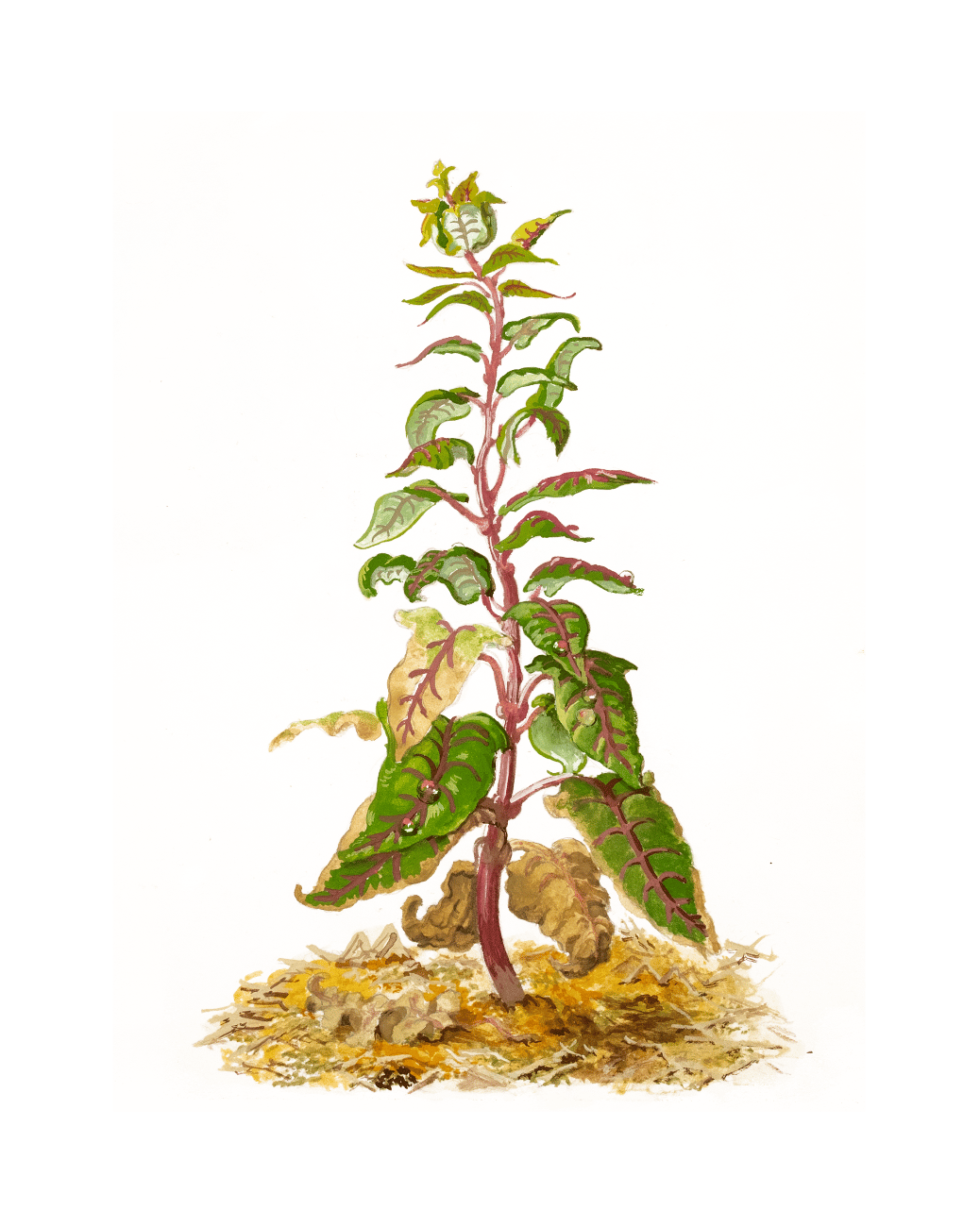 Image of Quinoa Study