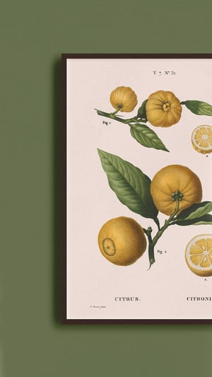 Image of Affiche "Citronnier"