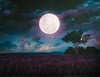 Moonlight Lavender Sessions