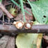 Pearl Water Cast Studs Image 3