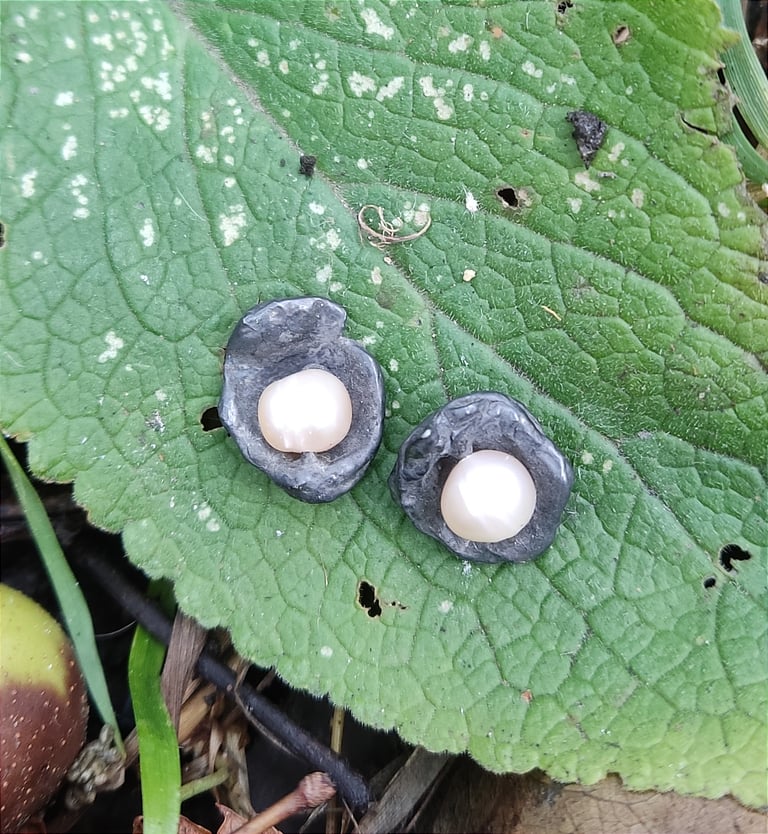 Pearl Water Cast Studs Image 2