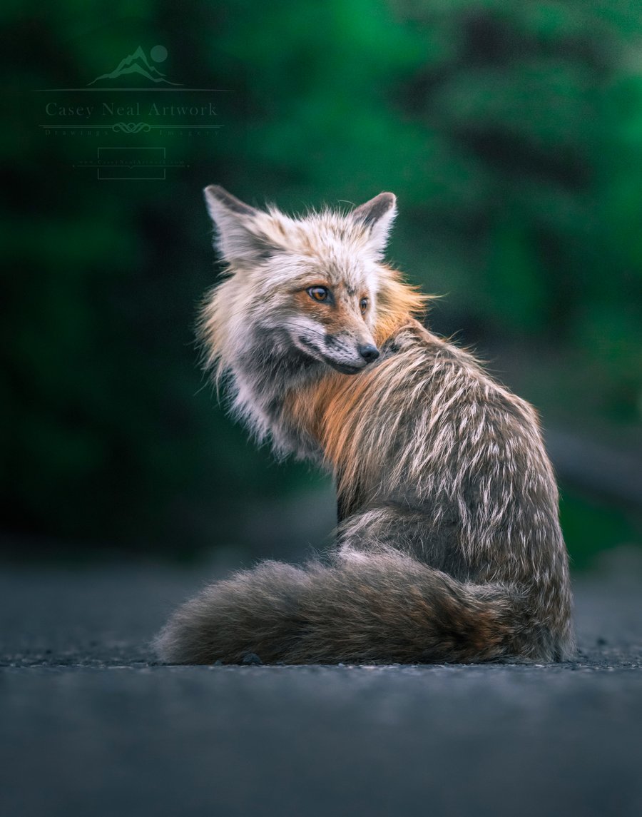 Image of Blue Hour Fox