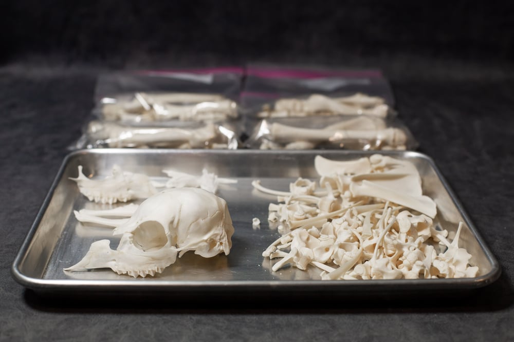 Image of Fawn Skeleton (Disarticulated)