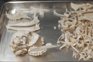 Image of Fawn Skeleton (Disarticulated)