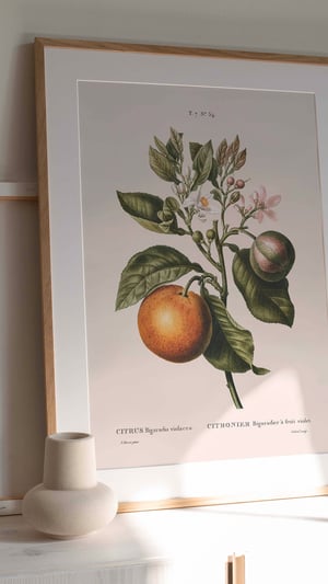 Image of Affiche "Orange amère"