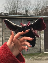 Image 2 of a dark moth